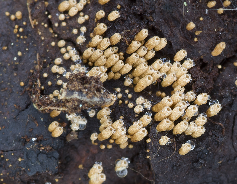 Merismodes ochracea